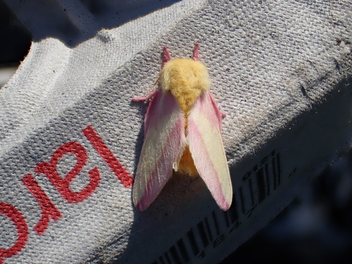 Rosy Maple Moth