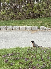 Turdus migratorius