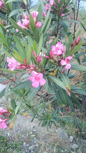 oleander