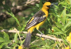Icterus pustulatus sclateri