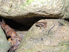 Epipedobates anthonyi