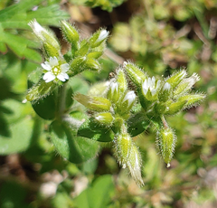 Synchytrium stellariae