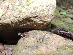 Epipedobates anthonyi