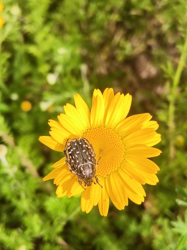 Mediterranean Spotted Chafer