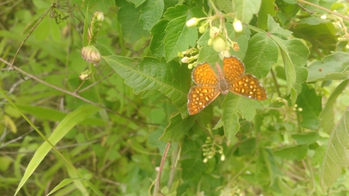 Sertania lambedor