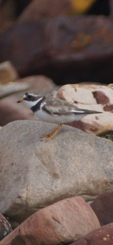iNaturalist image