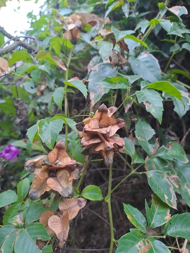 Serjania meridionalis, photograph 2