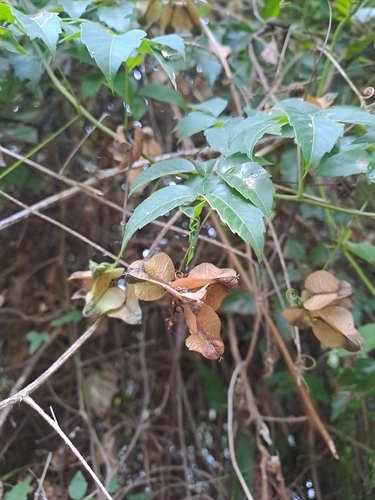 Serjania meridionalis, photograph 3