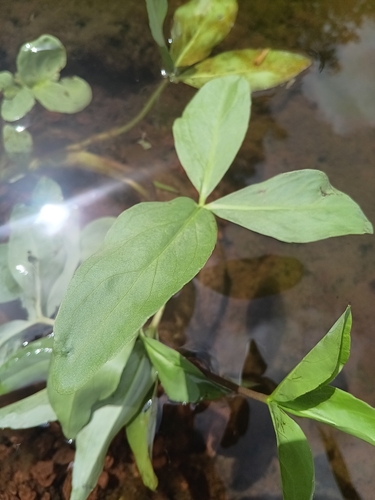 Bogbean