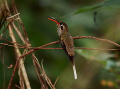 Phaethornis superciliosus superciliosus