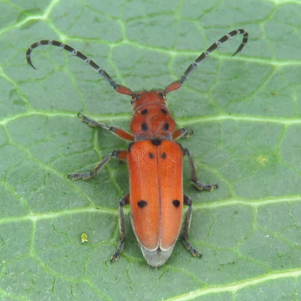 Texas Milkweed Beetle