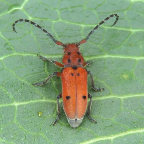 Texas Milkweed Beetle