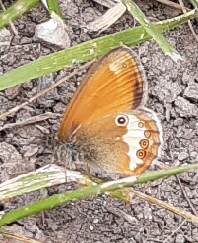 Pearly Heath