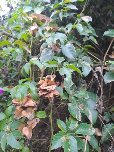 Serjania meridionalis, photograph 4