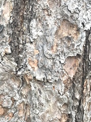 Pinus armandi