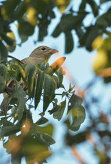 Piranga roseogularis