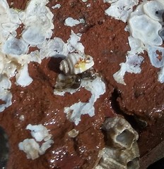 Pagurus hirsutiusculus