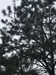 Pinus armandi