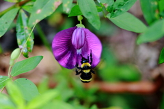 Bombus transversalis