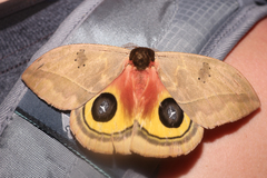 Automeris belti