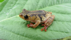 Hyperolius glandicolor