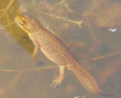 Lissotriton vulgaris