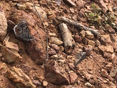 Euphilotes bernardino bernardino