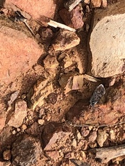 Euphilotes bernardino bernardino