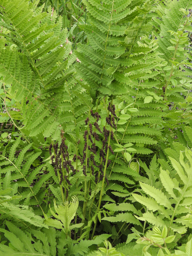 interrupted fern