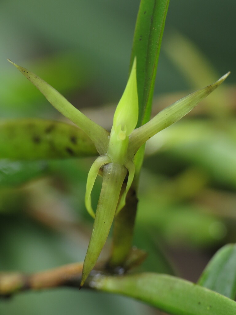 Epidendrum oxyglossum Schltr. 3