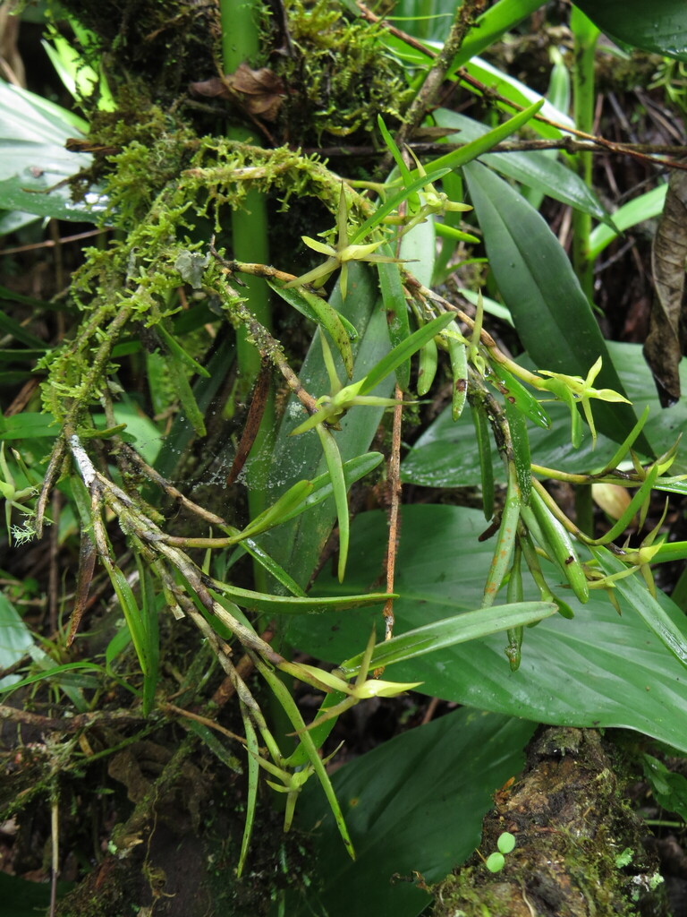 Epidendrum oxyglossum Schltr. 4