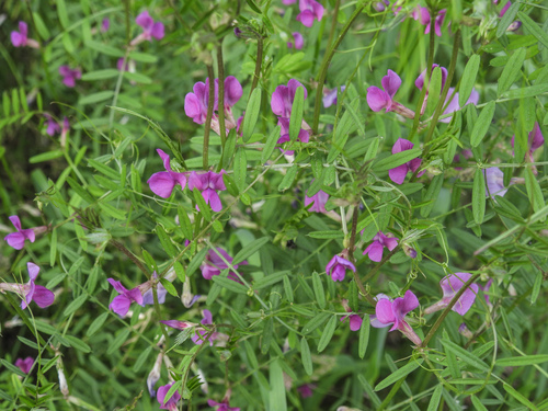 Common Vetch