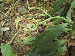 Image of Peperomia sessilifolia