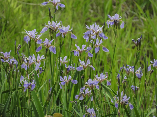 northern blue flag