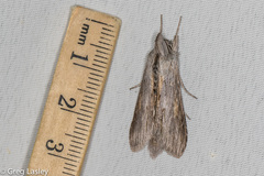 Cucullia laetifica