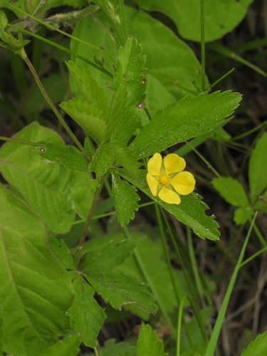 common cinquefoil