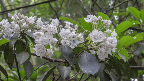 Mountain Laurel