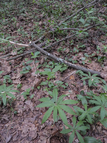 Cucumber Root