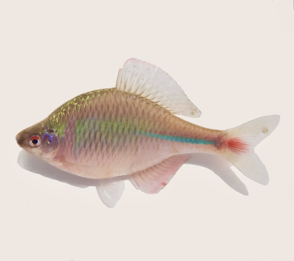 Rose Bitterling
