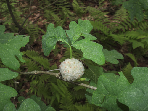 Wool Sower Gall Wasp