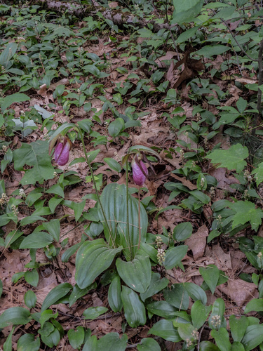 pink lady's slipper