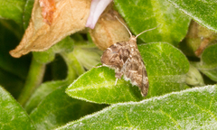 Anthophila fabriciana