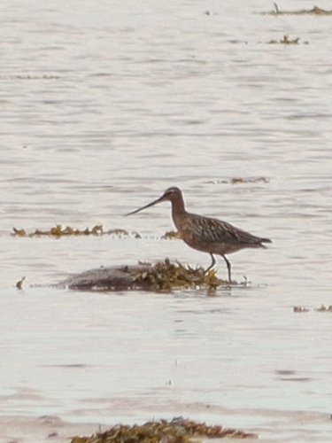 iNaturalist image