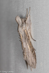 Cucullia laetifica