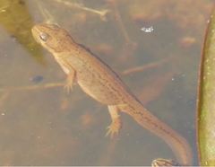 Lissotriton vulgaris