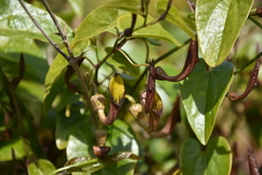 Aristolochia sempervirens