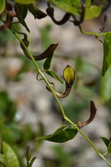 Aristolochia sempervirens