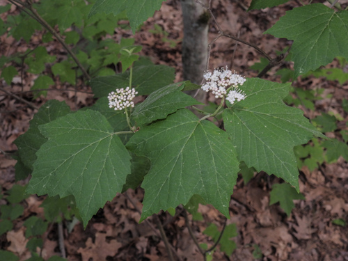 mapleleaf viburnum