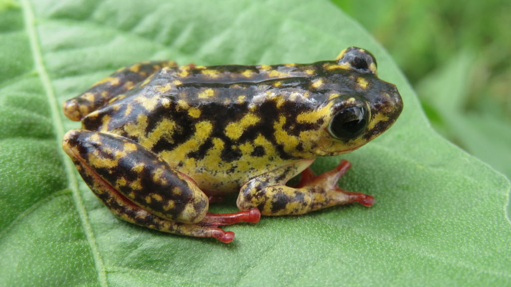 Peters' Reed Frog (Hyperolius glandicolor)