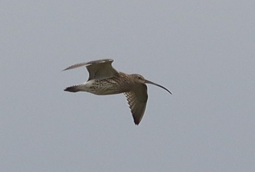 iNaturalist image